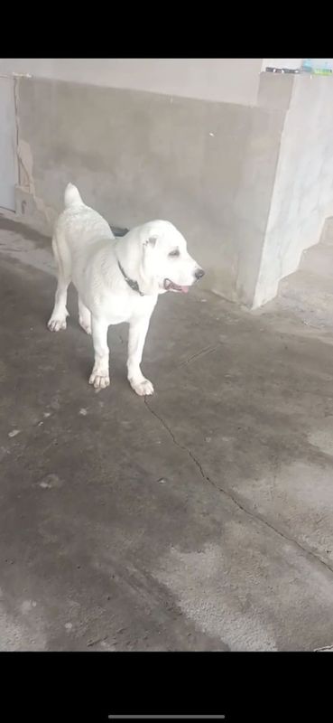 Alabay erkak 5 oylik Alabay erkak 5 oylik