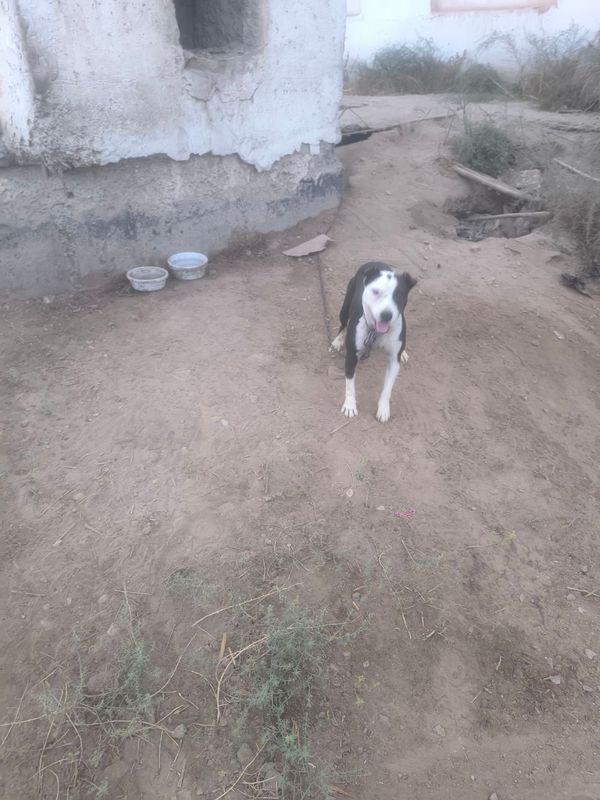 Pit Bull, питбуль