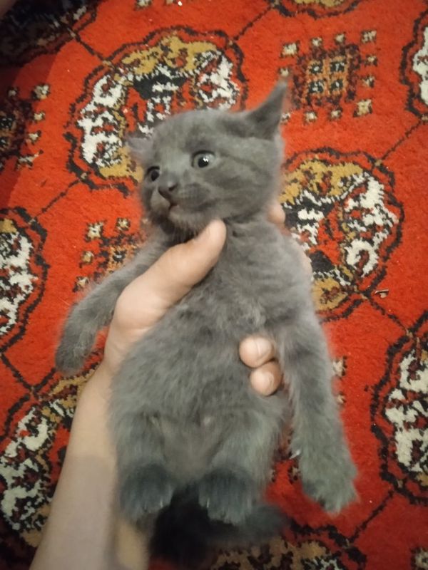 Продаются котенки Продаются котенки