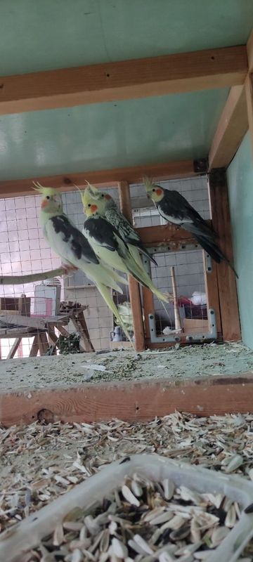 Karella papugayla sotiladi donasi 150.000 dan Karella papugayla sotiladi donasi 150.000 dan