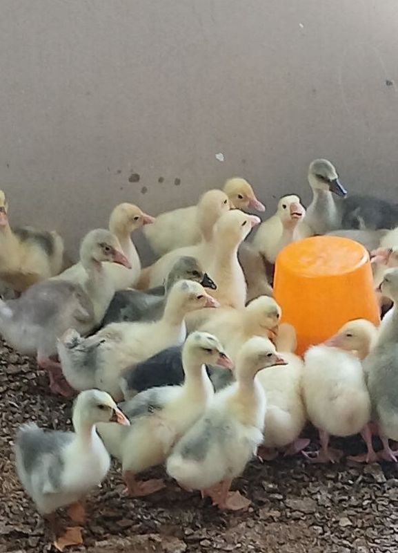 goz sotiladi Гусы продам goz sotiladi Гусы продам