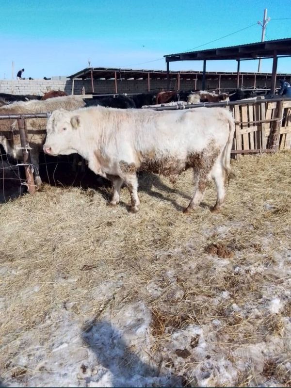Qozog'istondan kelgan Angus Avlikol, Semintal sotiladi Qozog'istondan kelgan Angus Avlikol, Semintal sotiladi