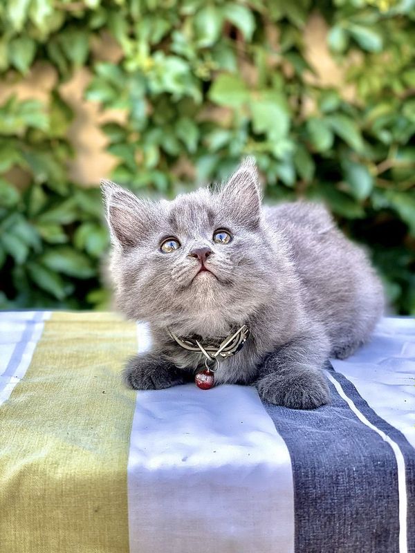 Mushuk (кот) sotiladi Mushuk (кот) sotiladi