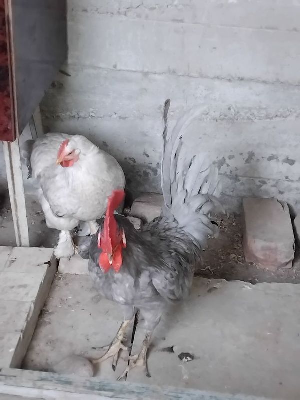 Петух домашний.. Петух домашний..