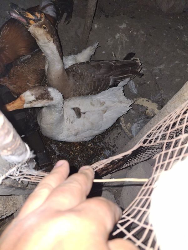 Gozlar bor 2 ta kelishilgan narxda Gozlar bor 2 ta kelishilgan narxda
