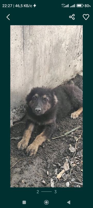 кучук щенок девочка кучук щенок девочка