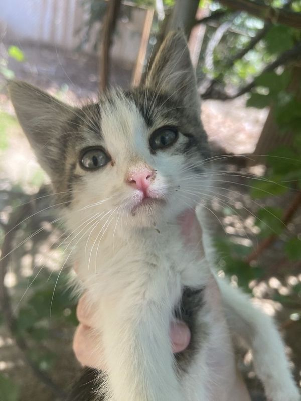 Котёнок в добрые руки Котёнок в добрые руки
