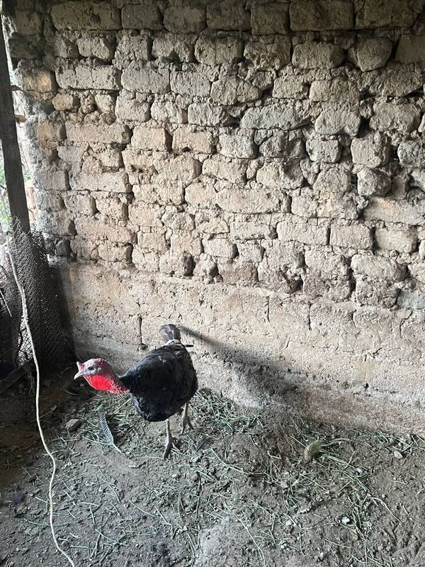 Kurka sotiladi mazil toshkent
