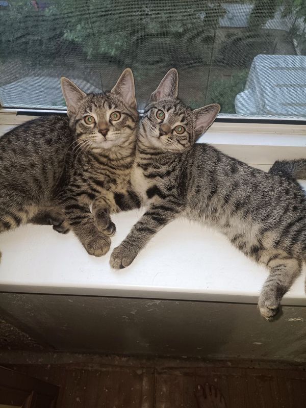 Котята в добрые руки Котята в добрые руки