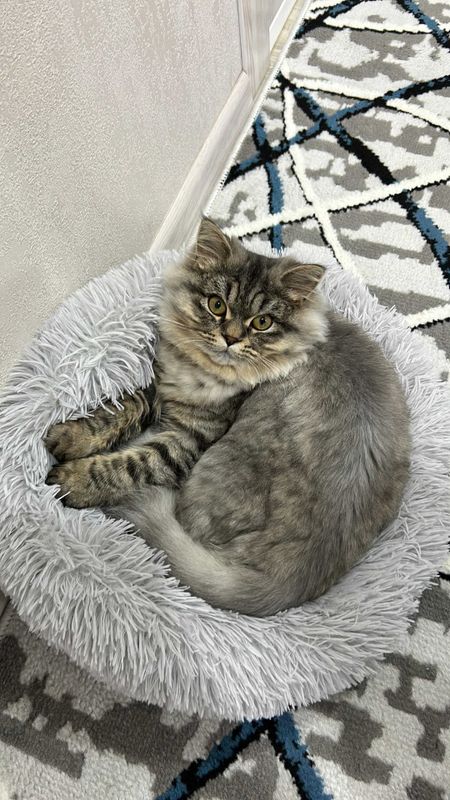 Продаю котенка Порода: мама — британка, папа — сибиряк Продаю котенка Порода: мама — британка, папа — сибиряк