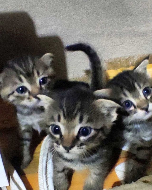 Продаются котята от мамы вислоухой кошки. Продаются котята от мамы вислоухой кошки.
