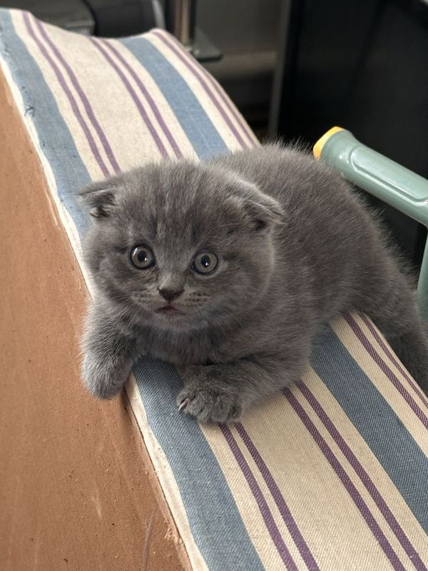 Вислоухие котята Вислоухие котята
