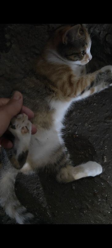 Котенок скотиш страйт Котенок скотиш страйт