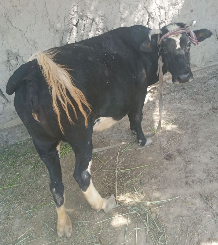 Boqilgan sigir sotiladi.
