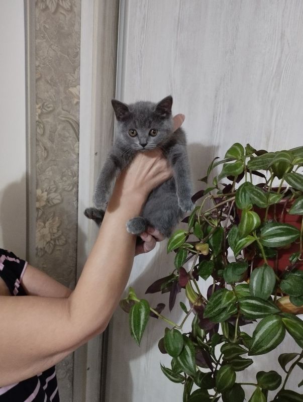 Продается кошечка голубого окраса скотиш страйт Продается кошечка голубого окраса скотиш страйт