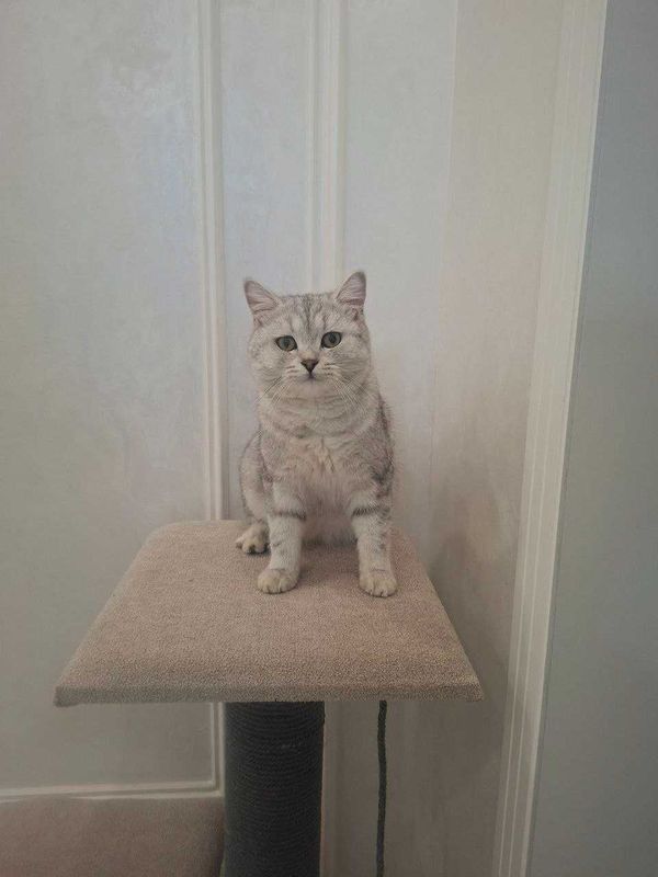 Продается кот: Скоттиш страйт, серебристый шиншилла Продается кот: Скоттиш страйт, серебристый шиншилла