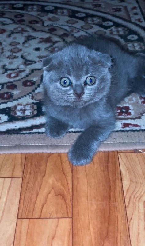 Mushuk sikotishfold Mushuk sikotishfold