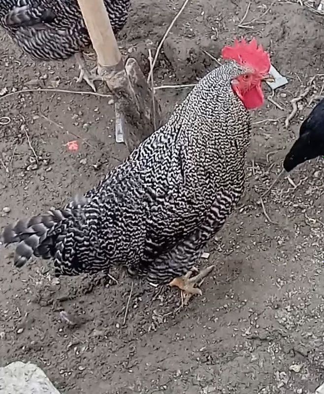 Hurozlar sotiladi 3 dona bor narhi 120000 mingdan Hurozlar sotiladi 3 dona bor narhi 120000 mingdan