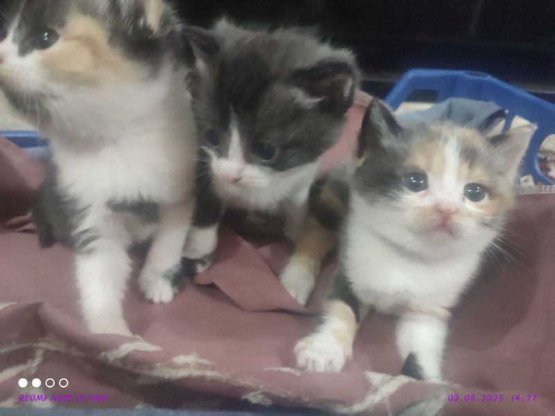 Отдам котят у добрые руки Отдам котят у добрые руки