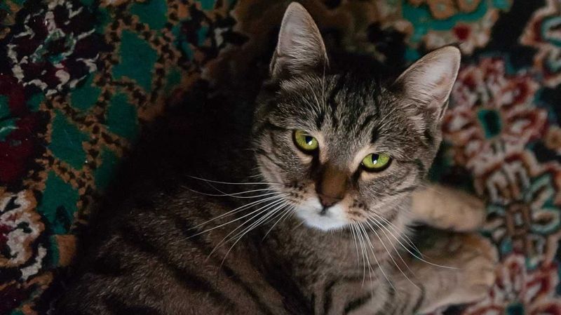 Отдам в хорошие руки кошку 2года Отдам в хорошие руки кошку 2года