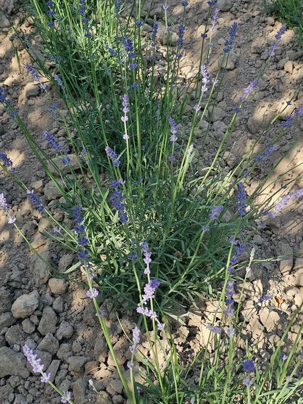 Lavanda Fransuskiy sort 35.000 dan 1000 ta bor Lavanda Fransuskiy sort 35.000 dan 1000 ta bor