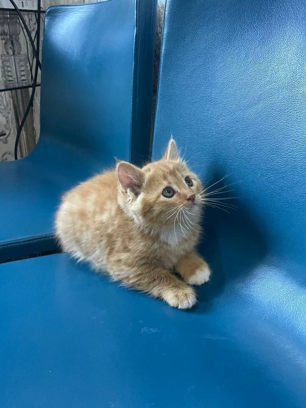 Продаётся котёнок Продаётся котёнок