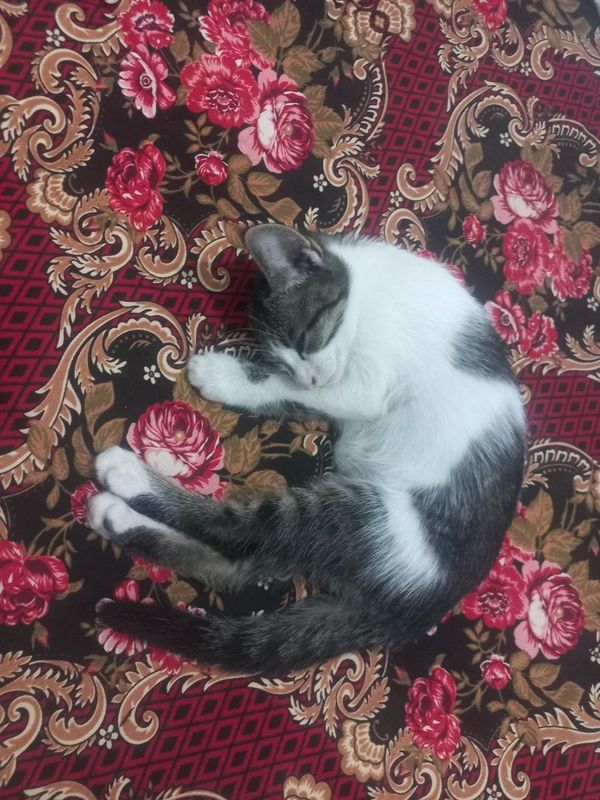 Mushuk bolalari hayriya qilinadi