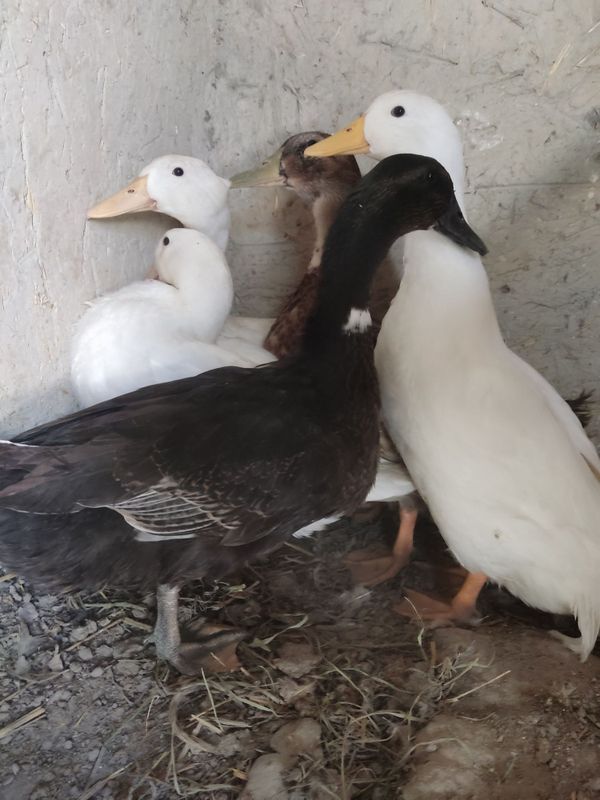 Oʻrdaklar sotiladi