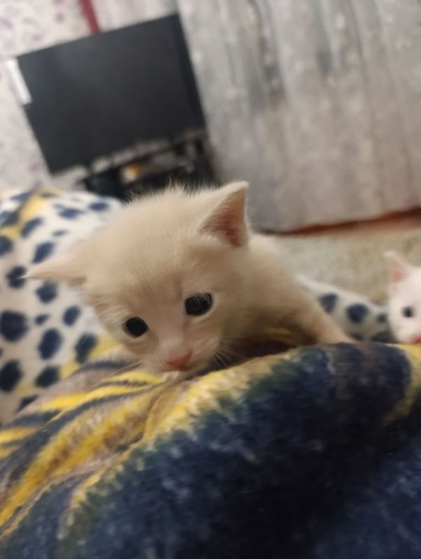 Домашние котята,родились 4 мая Домашние котята,родились 4 мая