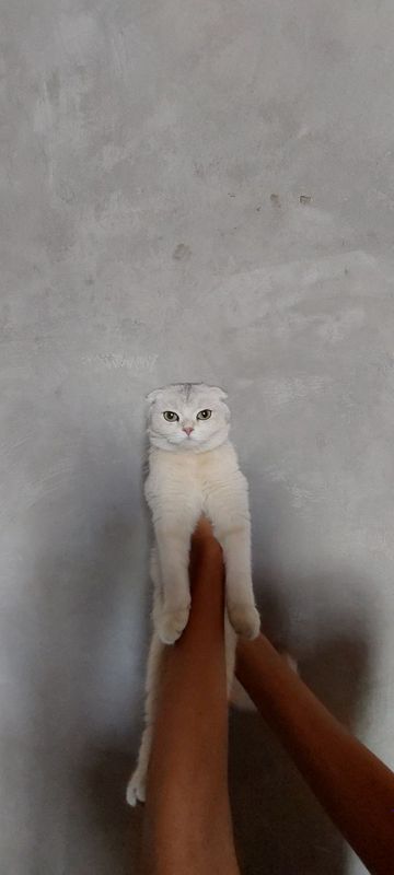 Mushuk sotiladi shatlan Mushuk sotiladi shatlan