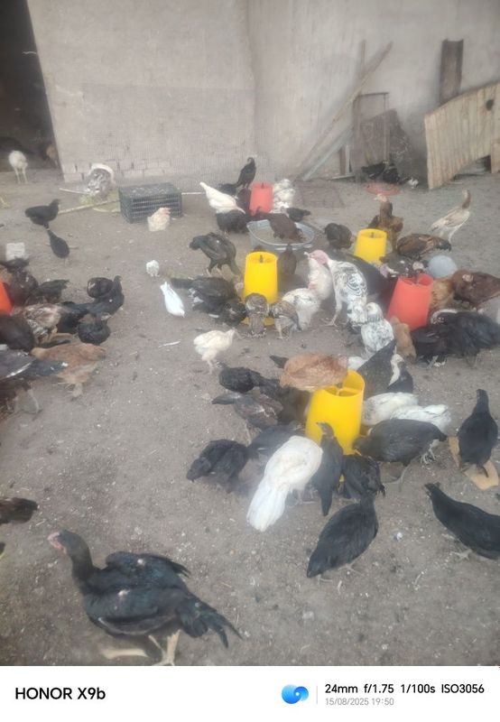 Жожалар бор Кора Шахзода ва дакан Жожалар бор Кора Шахзода ва дакан