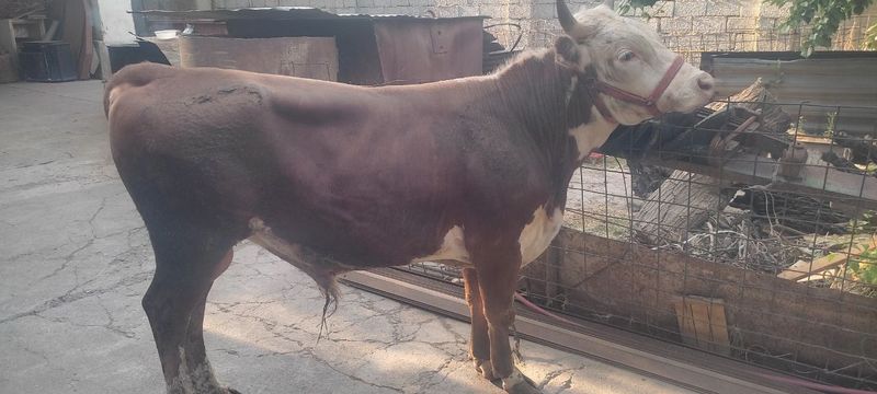Gereford buqacha sotiladi Gereford buqacha sotiladi