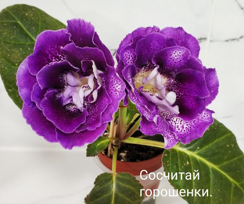 Цветущие глоксинии. Цветущие глоксинии.