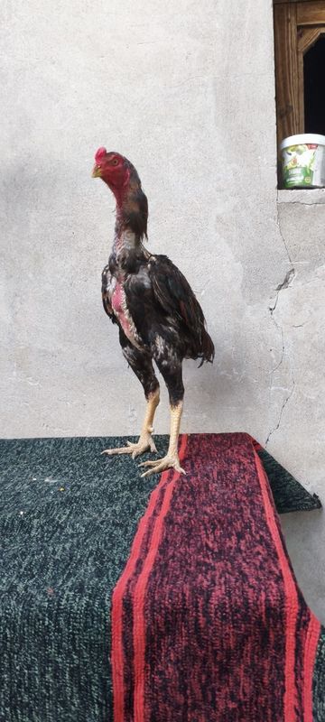 Dakan Joja xoroz sotiladi Dakan Joja xoroz sotiladi