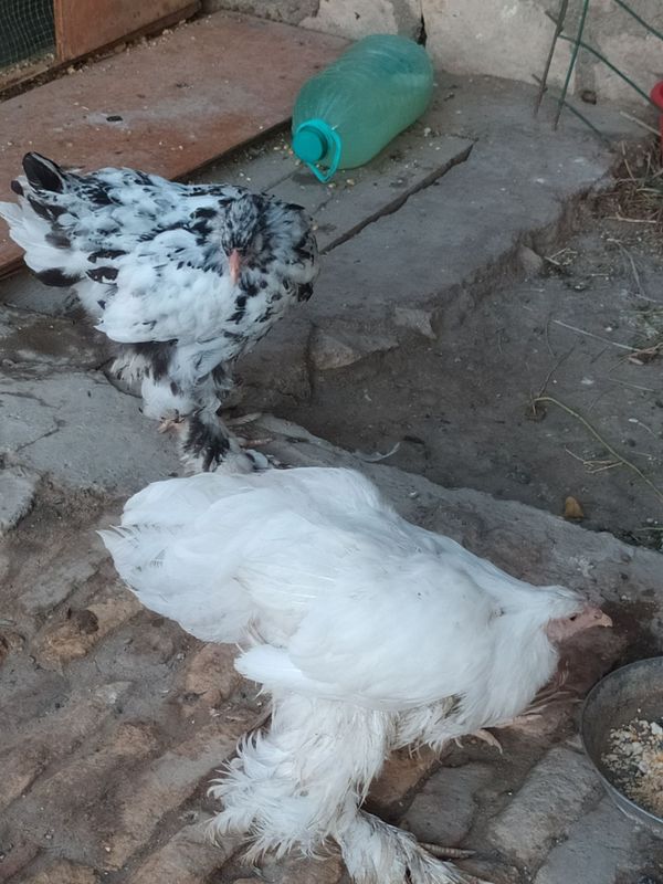 Brama jujalar sotiladi Brama jujalar sotiladi