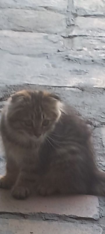Продается котёнок. Продается котёнок.