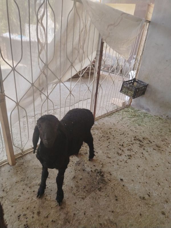 Qozichoq urg'ochi sotiladi