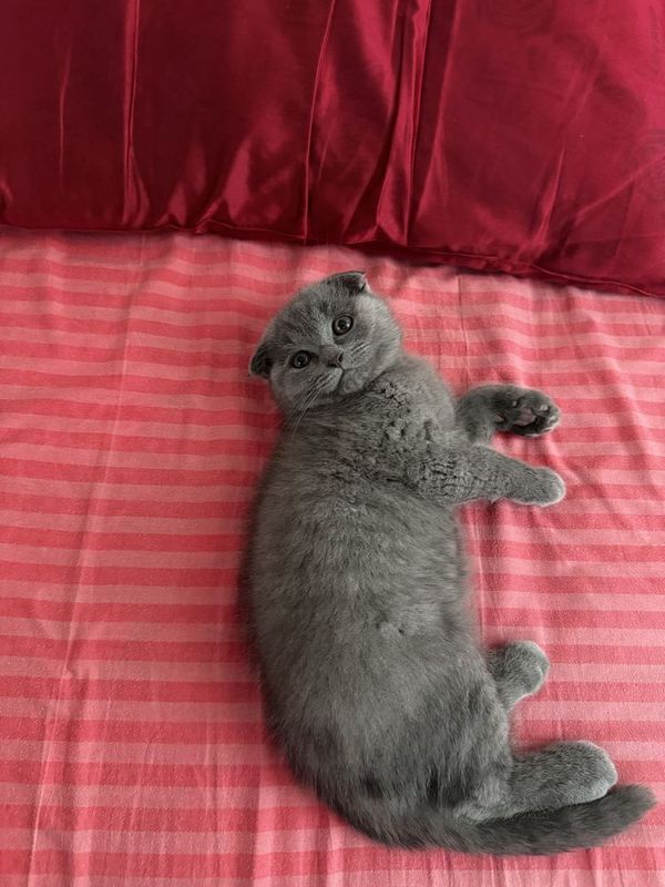 Скоттиш фолд сотилади