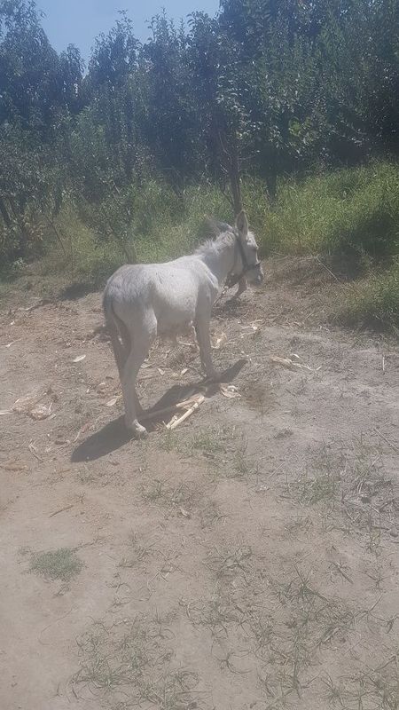 Eshshak erkak sotiladi Eshshak erkak sotiladi