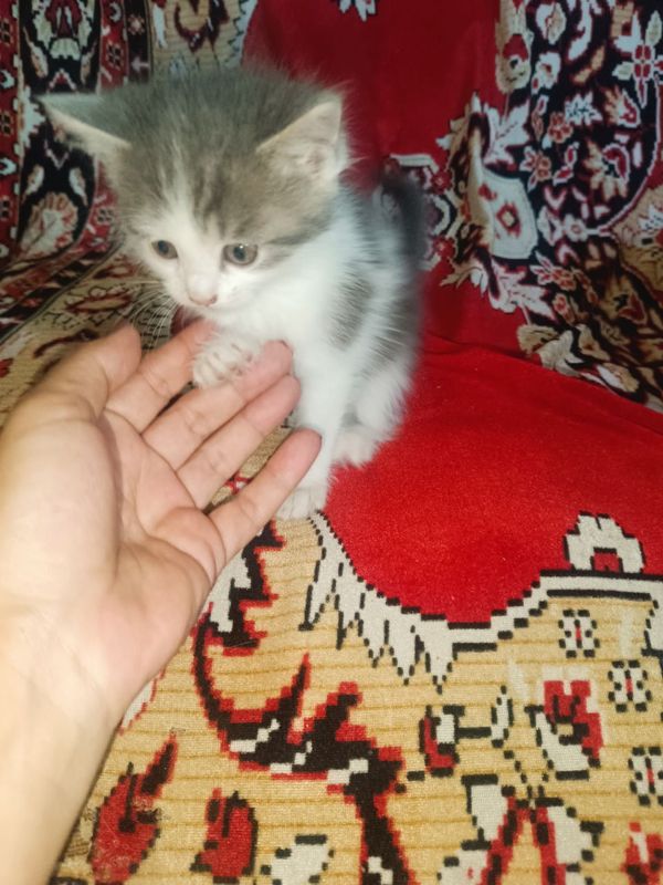 Mushuk bolasi TEKIN Mushuk bolasi TEKIN