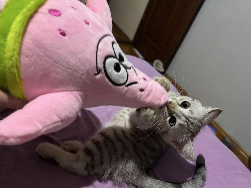 Потерялся котенок ТТЗ 4