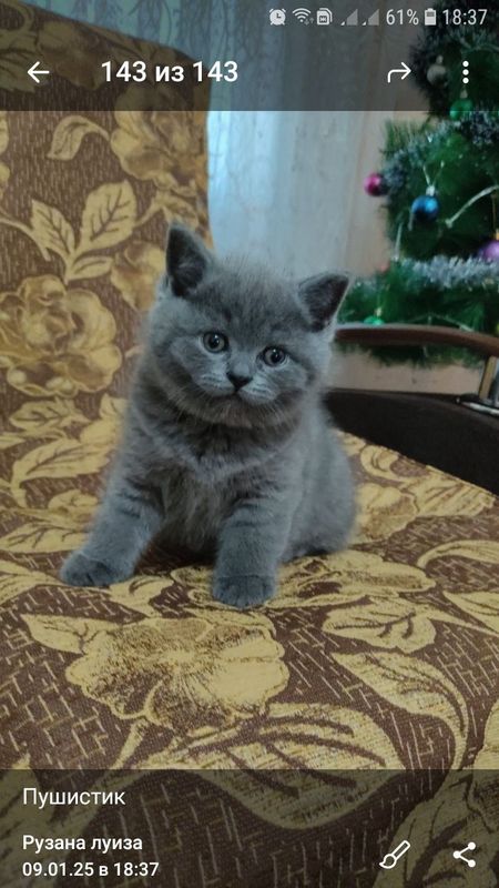 Продаётся котенок