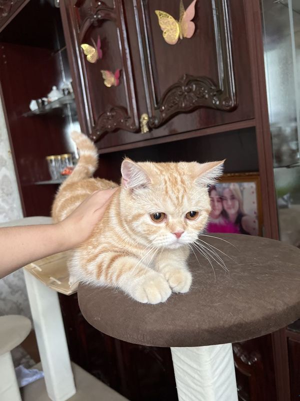 Кошка скотиш страйт Кошка скотиш страйт