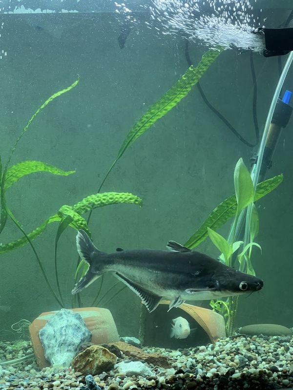 akula pangasius baliqlar sotiladi akula pangasius baliqlar sotiladi