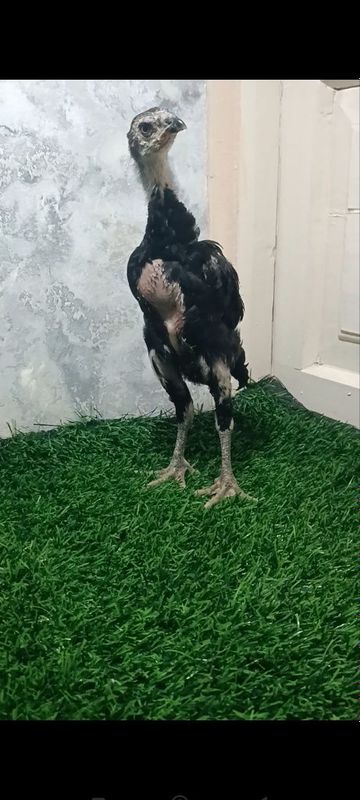 Dakan joja xoroz sotiladi Dakan joja xoroz sotiladi