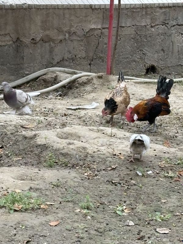 Yaponchalar sotiladi