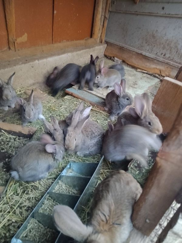 Quyon bolalari sotildi. Quyon bolalari sotildi.