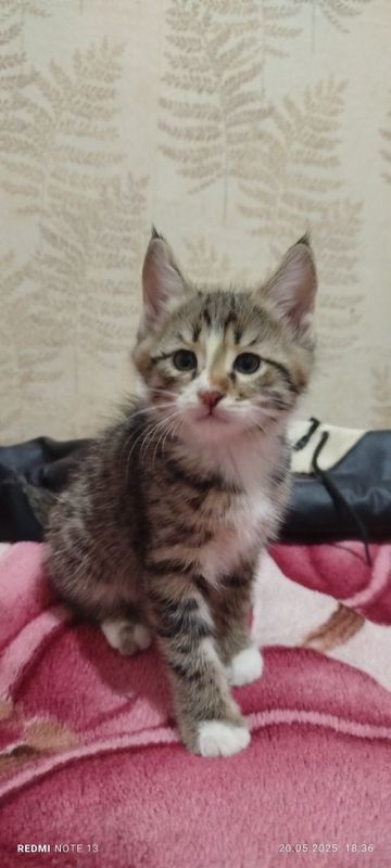 Отдам Котят в ХОРОШИЕ руки! Отдам Котят в ХОРОШИЕ руки!