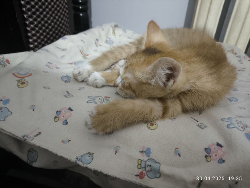 Отдам даром бесплатно кошка Отдам даром бесплатно кошка