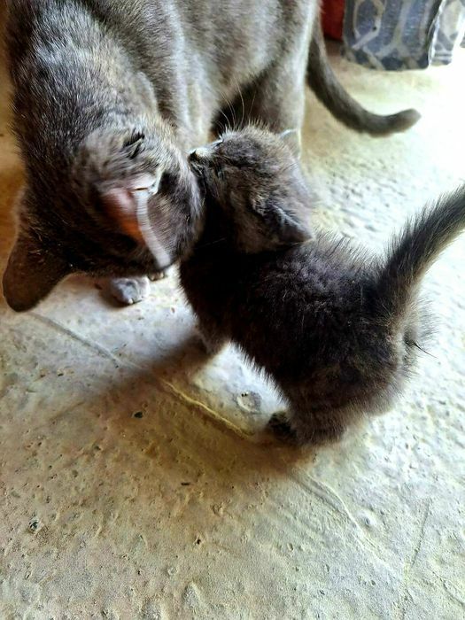 Срочно Скоттиш страйт котенок 2шт Срочно Скоттиш страйт котенок 2шт